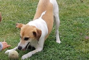 Avviso scomparsa Cane  Maschio , 8 anni Morlac Francia
