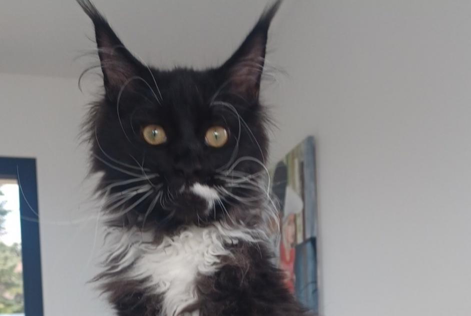 Avviso scomparsa Gatto  Maschio , 3 anni Saint-Hilaire-de-Brens Francia