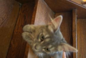 Avviso Ritrovamento Gatto  Non conosciuta Le Mans Francia