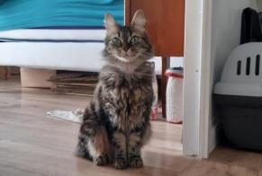 Avviso Ritrovamento Gatto incrocio di razze Femmina Vair-sur-Loire Francia