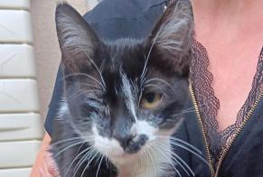 Avviso Ritrovamento Gatto Maschio Baraqueville Francia