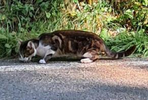 Avviso Ritrovamento Gatto Non conosciuta Vaulnaveys-le-Haut Francia