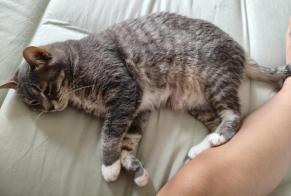 Avviso scomparsa Gatto  Femmina , 6 anni Andrésy Francia