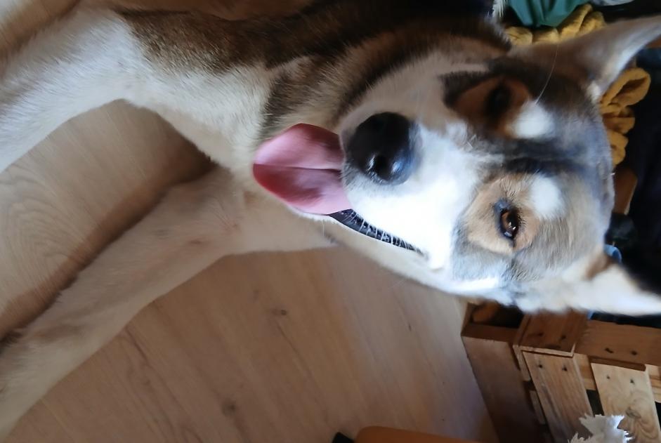 Avviso Ritrovamento Cane  Maschio Saurier Francia