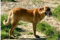 Avviso scomparsa Cane incrocio di razze Maschio , 1 anni Baillet-en-France Francia