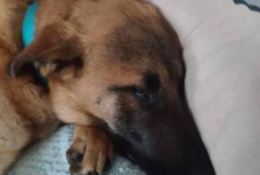 Avviso scomparsa Cane incrocio di razze Maschio , 1 anni Baillet-en-France Francia