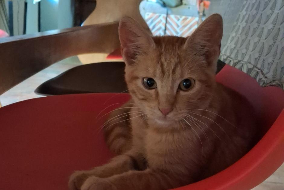 Avviso Ritrovamento Gatto Femmina Soings-en-Sologne Francia