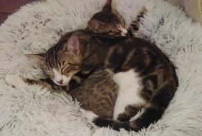 Avviso scomparsa Gatto Maschio , 3 anni Saint-Raphaël Francia