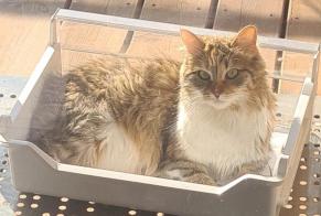 Avviso scomparsa Gatto  Femmina , 1 anni La Talaudière Francia
