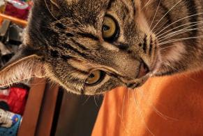 Avviso Ritrovamento Gatto Femmina Vérines Francia