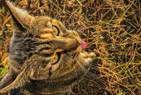 Avviso Ritrovamento Gatto Femmina Vérines Francia