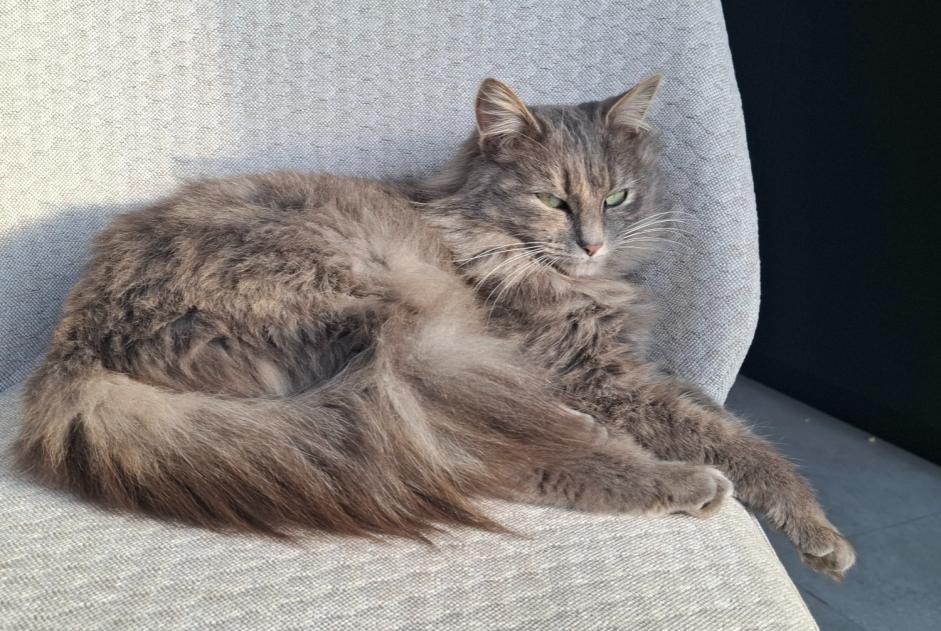 Avviso scomparsa Gatto Femmina , 3 anni Les Sables-d'Olonne Francia