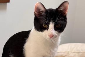 Avviso scomparsa Gatto Femmina , 0 anni Villeurbanne Francia