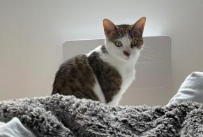 Avviso scomparsa Gatto Femmina , 6 anni Saint-Junien Francia