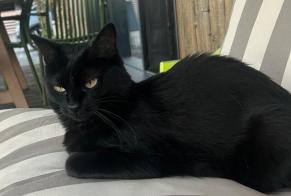 Avviso scomparsa Gatto Femmina , 5 anni Tillenay Francia