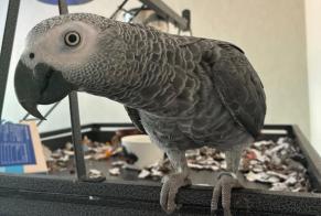 Avviso scomparsa Uccello Maschio , 2026 anni Limoges Francia