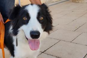 Avviso Ritrovamento Cane  Maschio Cadalen Francia