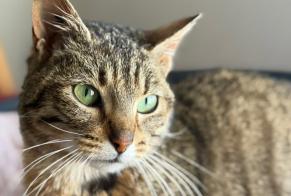 Avviso scomparsa Gatto Femmina , 1 anni Polliat Francia