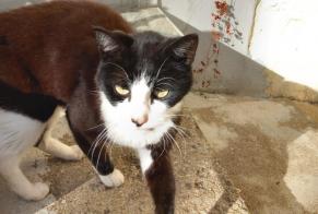 Avviso Ritrovamento Gatto Non conosciuta La Chartre-sur-le-Loir Francia