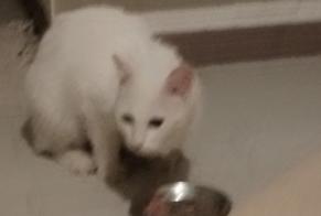 Avviso Ritrovamento Gatto Non conosciuta Vendenheim Francia
