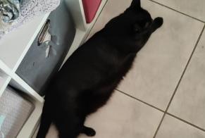 Avviso scomparsa Gatto Maschio, 3 anni Toulouse Francia