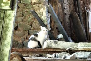 Avviso Ritrovamento Gatto Maschio Secondigny Francia