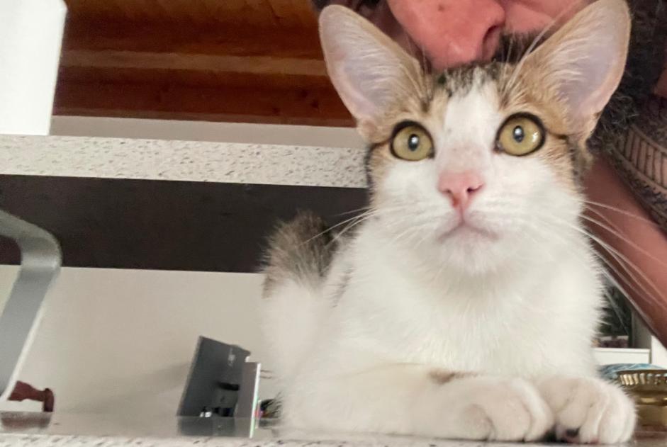 Avviso scomparsa Gatto Maschio , 1 anni Secondigné-sur-Belle Francia