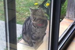 Avviso scomparsa Gatto Maschio, 3 anni Solre-le-Château Francia