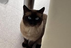 Avviso scomparsa Gatto Maschio, 5 anni Choisy-le-Roi Francia