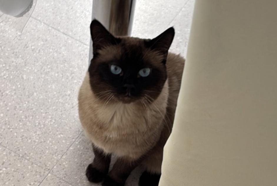 Avviso scomparsa Gatto  Maschio , 5 anni Choisy-le-Roi Francia