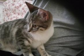 Avviso Ritrovamento Gatto Femmina Colombier-Saugnieu Francia