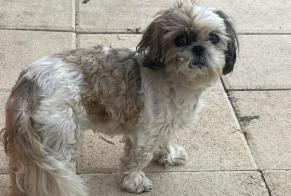 Avviso scomparsa Cane Femmina, 16 anni Montagnac-sur-Auvignon Francia