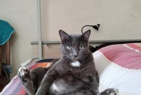 Avviso scomparsa Gatto incrocio di razze Maschio, 6 anni Figeac Francia