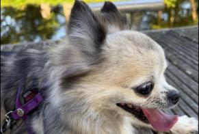 Avviso scomparsa Cane Femmina, 13 anni Montreuil-le-Gast Francia