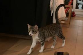 Avviso Ritrovamento Gatto incrocio di razze Femmina Paris Francia