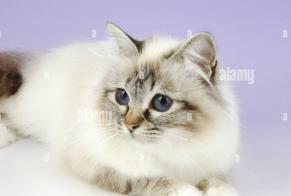 Avviso scomparsa Gatto Femmina, 7 anni Génicourt Francia
