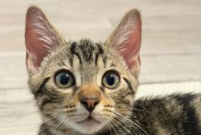 Avviso scomparsa Gatto Maschio, 0 anni Bourg-en-Bresse Francia