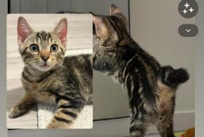 Avviso scomparsa Gatto Maschio, 0 anni Bourg-en-Bresse Francia