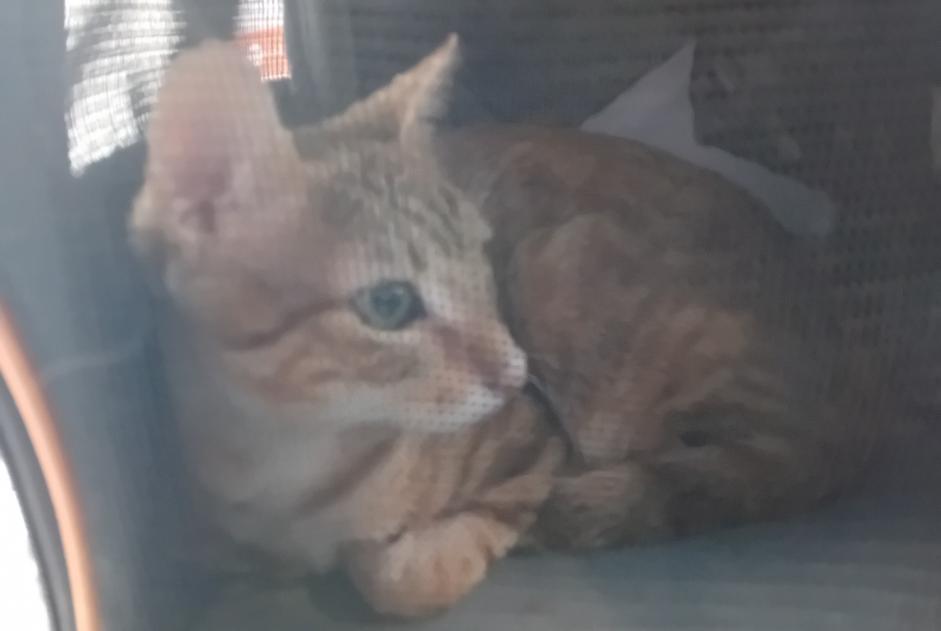 Avviso Ritrovamento Gatto Maschio Lyon Francia