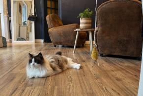 Avviso scomparsa Gatto Maschio, 10 anni Beauvais Francia
