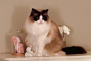 Avviso scomparsa Gatto Maschio, 10 anni Beauvais Francia