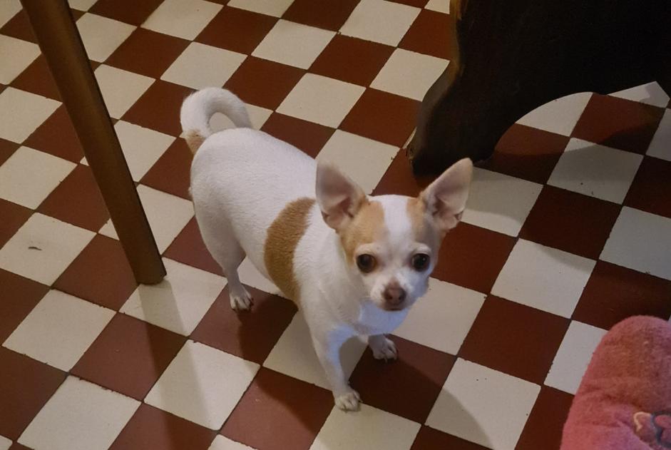Avviso scomparsa Cane  Femmina , 6 anni Saint-Ouen-le-Pin Francia