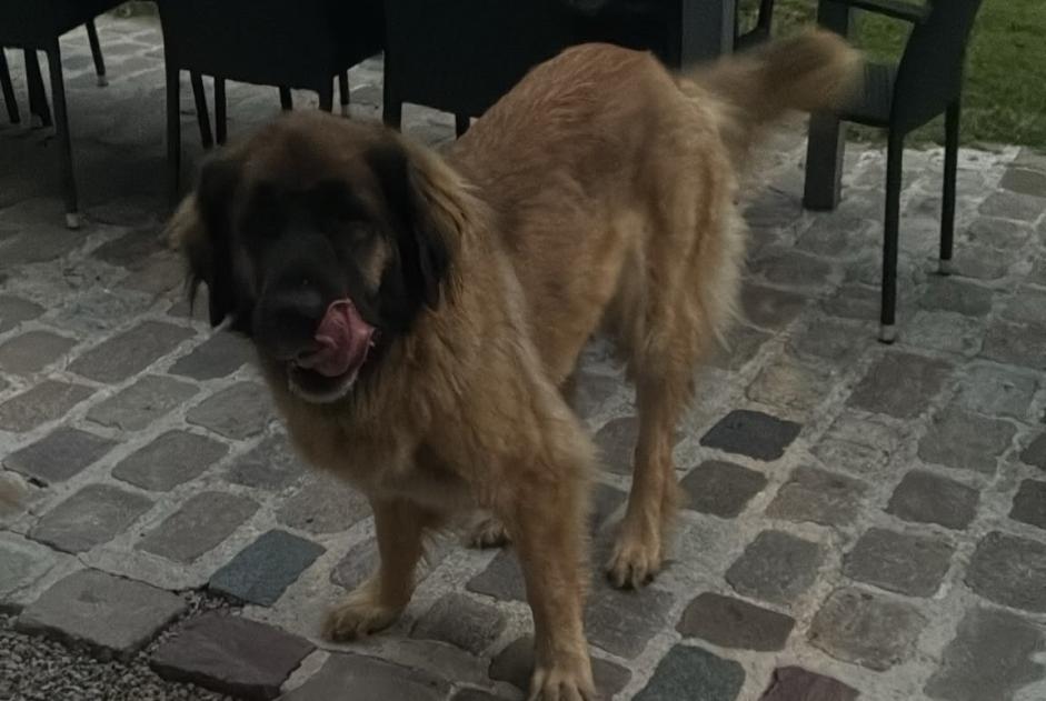 Avviso Ritrovamento Cane  Non conosciuta Cachen Francia
