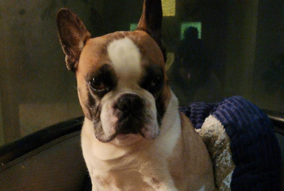 Avviso scomparsa Cane  Maschio , 7 anni Yffiniac Francia