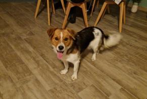 Avviso Ritrovamento Cane Femmina Longueil-Sainte-Marie Francia