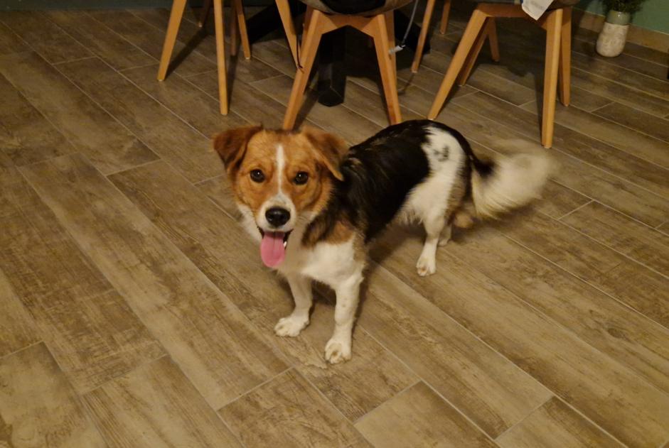 Avviso Ritrovamento Cane Femmina Longueil-Sainte-Marie Francia