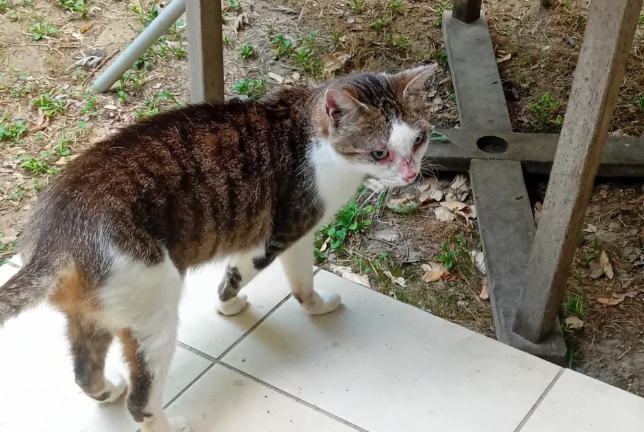 Avviso Ritrovamento Gatto Femmina Roquettes Francia