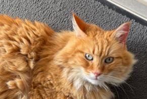 Avviso scomparsa Gatto Maschio, 10 anni Saint-Hilaire-de-Chaléons Francia