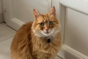 Avviso scomparsa Gatto Maschio, 10 anni Saint-Hilaire-de-Chaléons Francia