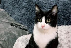 Avviso scomparsa Gatto Femmina, 3 anni Bécordel-Bécourt Francia